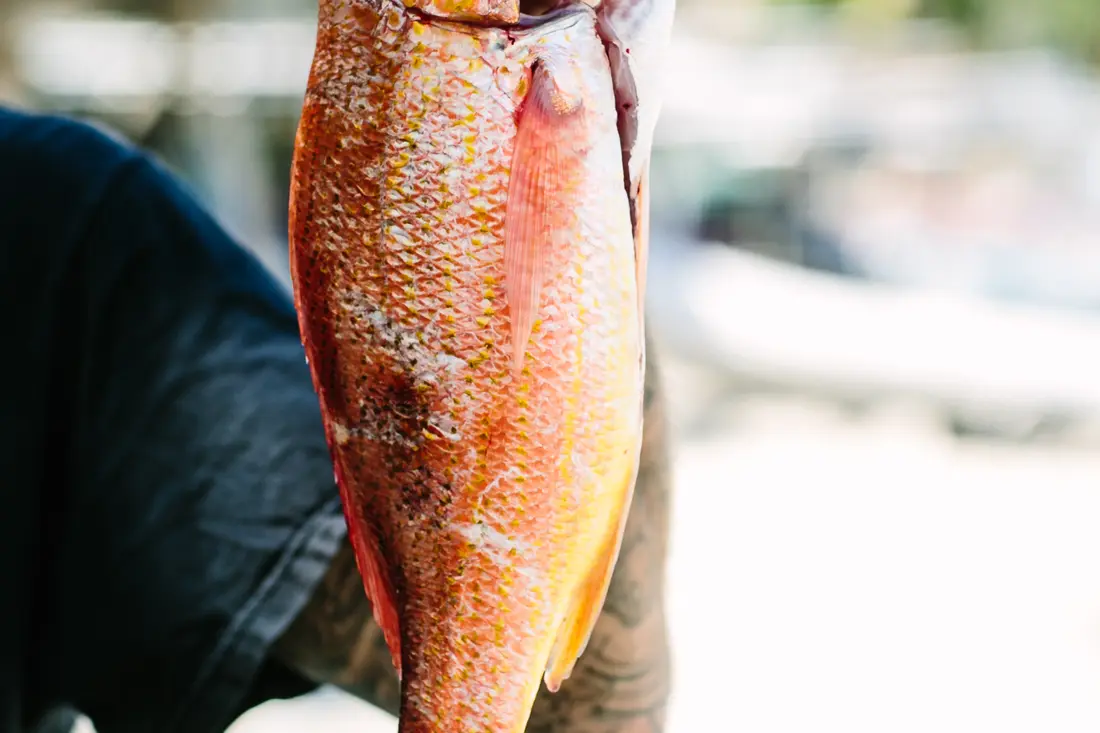 A whole red snapper held up by the gill, scales still wet